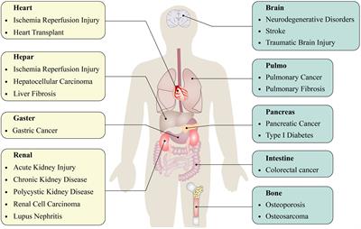 Understanding the molecular regulatory mechanisms of autophagy in lung disease pathogenesis